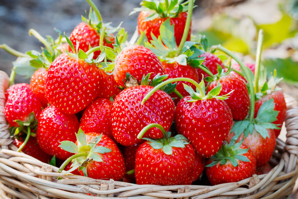 Charlotte aux fraises